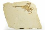 Rare Fossil Bird (Gallinuloides) - Green River Formation #311827-1